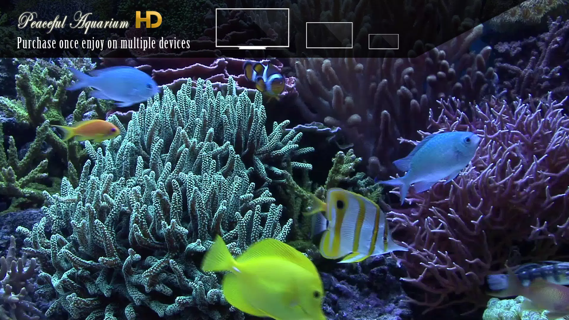 Peaceful Aquarium HD Screenshot8