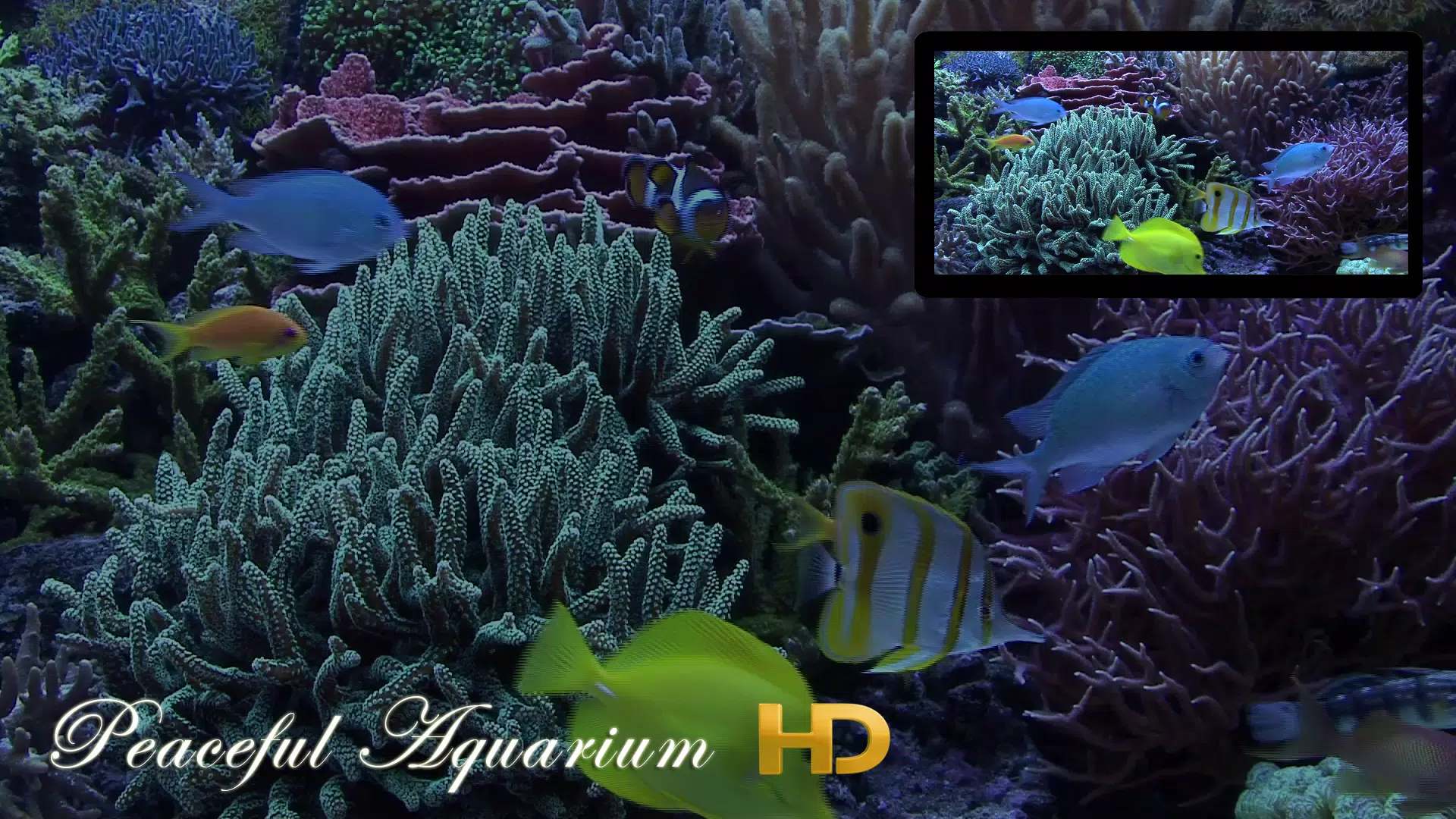 Peaceful Aquarium HD Screenshot1