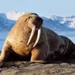 The Walrus APK