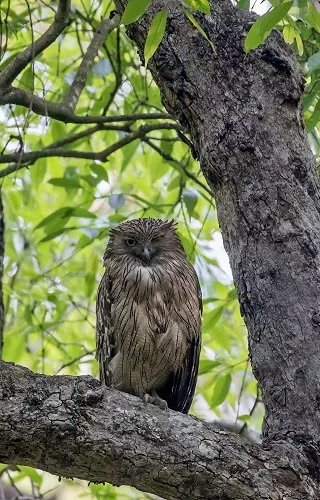Corbett Tiger Reserve Screenshot6