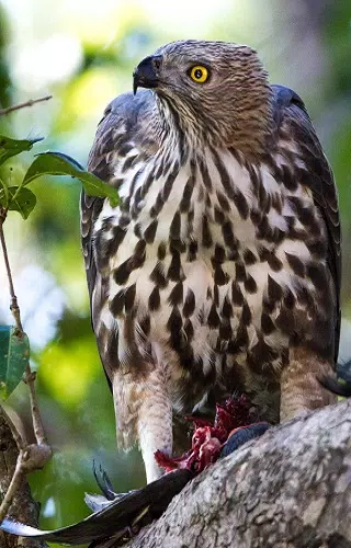 Corbett Tiger Reserve Screenshot1