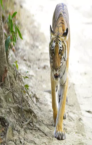 Corbett Tiger Reserve Screenshot2