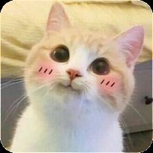 Cute Cat Wallpaper APK