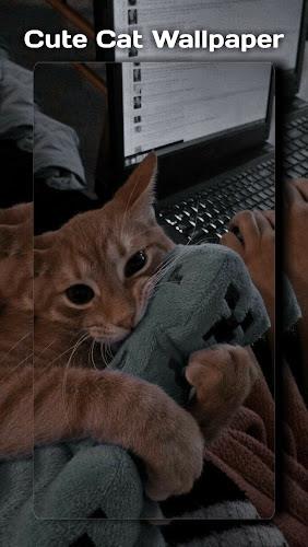 Cute Cat Wallpaper Screenshot1