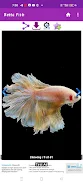 Betta Fish Screenshot3