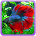 Betta Fish Apk