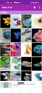 Betta Fish Screenshot1