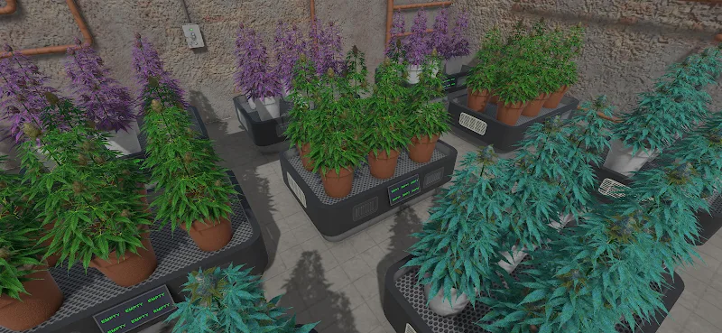 Weed Store Simulator Screenshot5