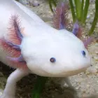 Axolotl Pet APK
