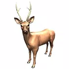 Zookidi-3D APK