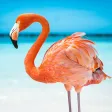 The Flamingo APK