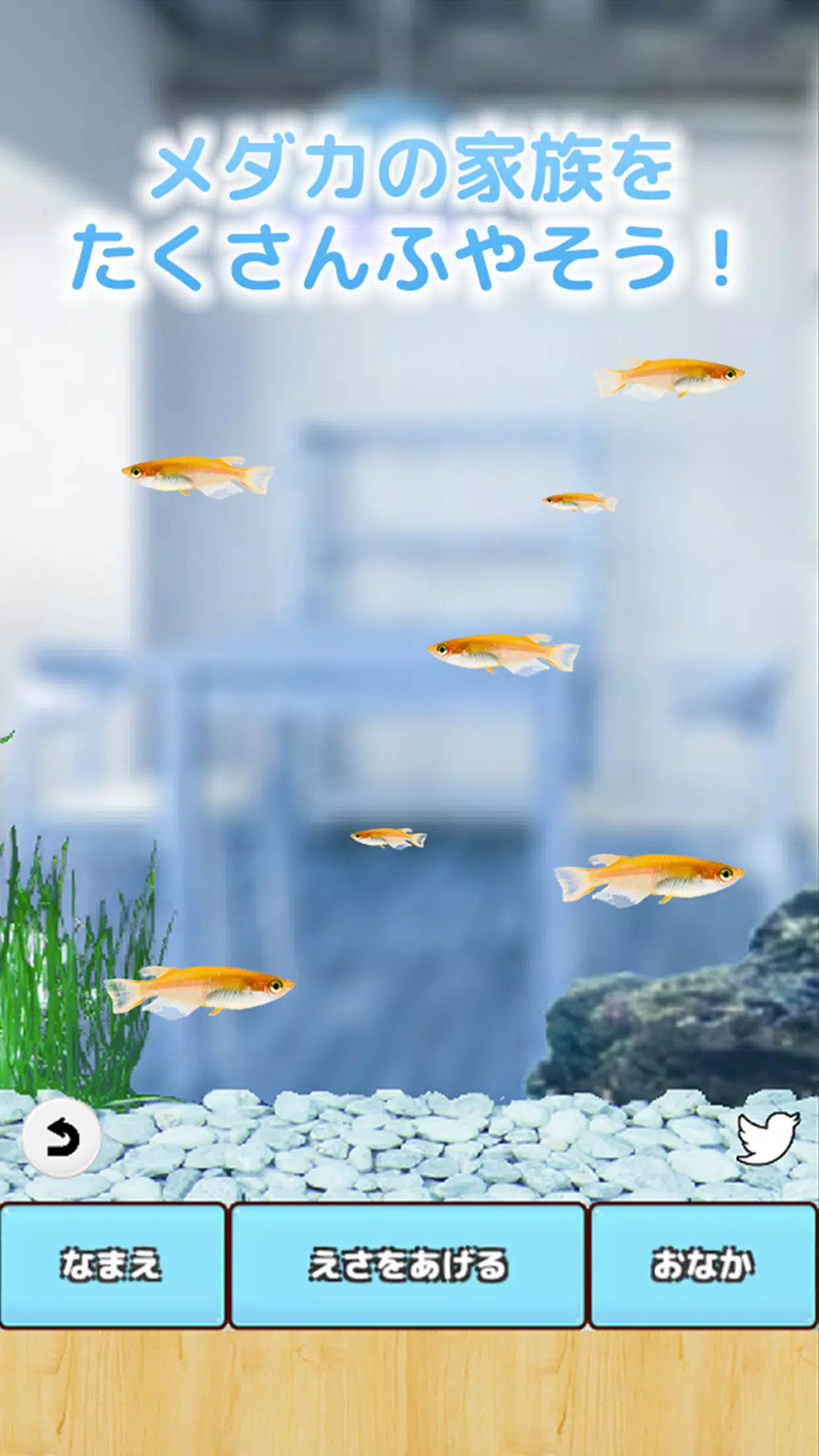 まったりメダカ育成ゲーム Screenshot7