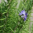 Rosemary Apk