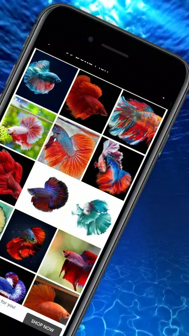 99 Betta Fish Wallpaper Screenshot3