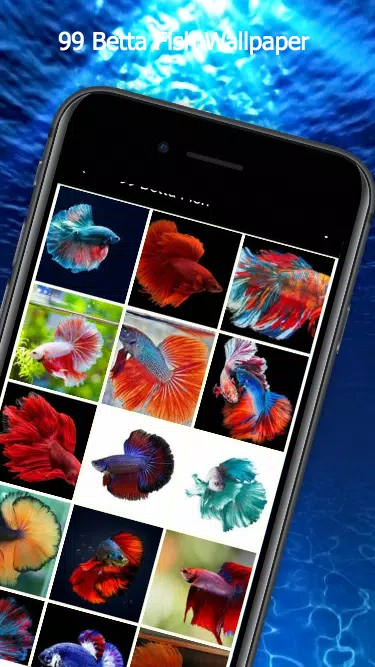 99 Betta Fish Wallpaper Screenshot4