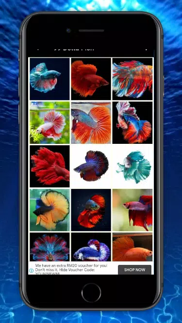 99 Betta Fish Wallpaper Screenshot1