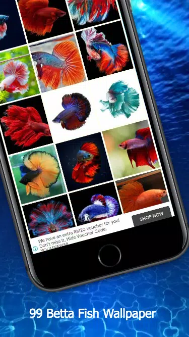 99 Betta Fish Wallpaper Screenshot5