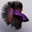 99 Betta Fish Wallpaper Apk