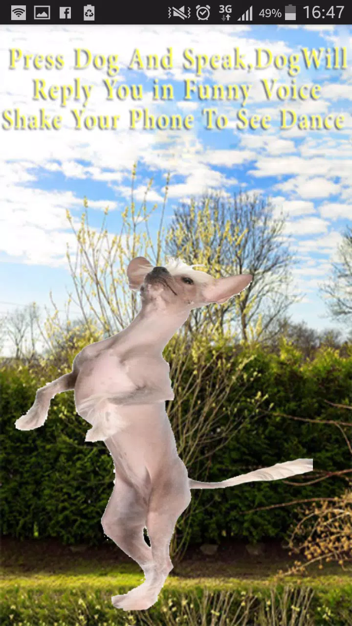 Talking-Dancing Dog Screenshot6