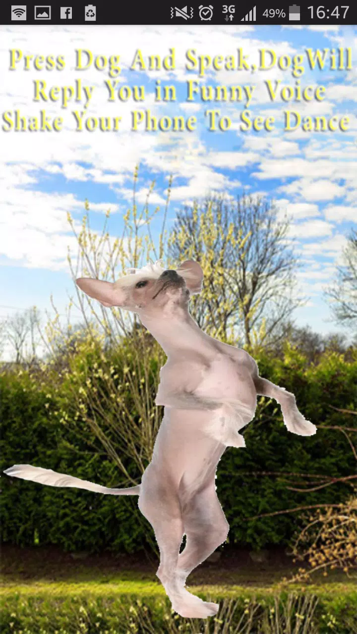 Talking-Dancing Dog Screenshot7